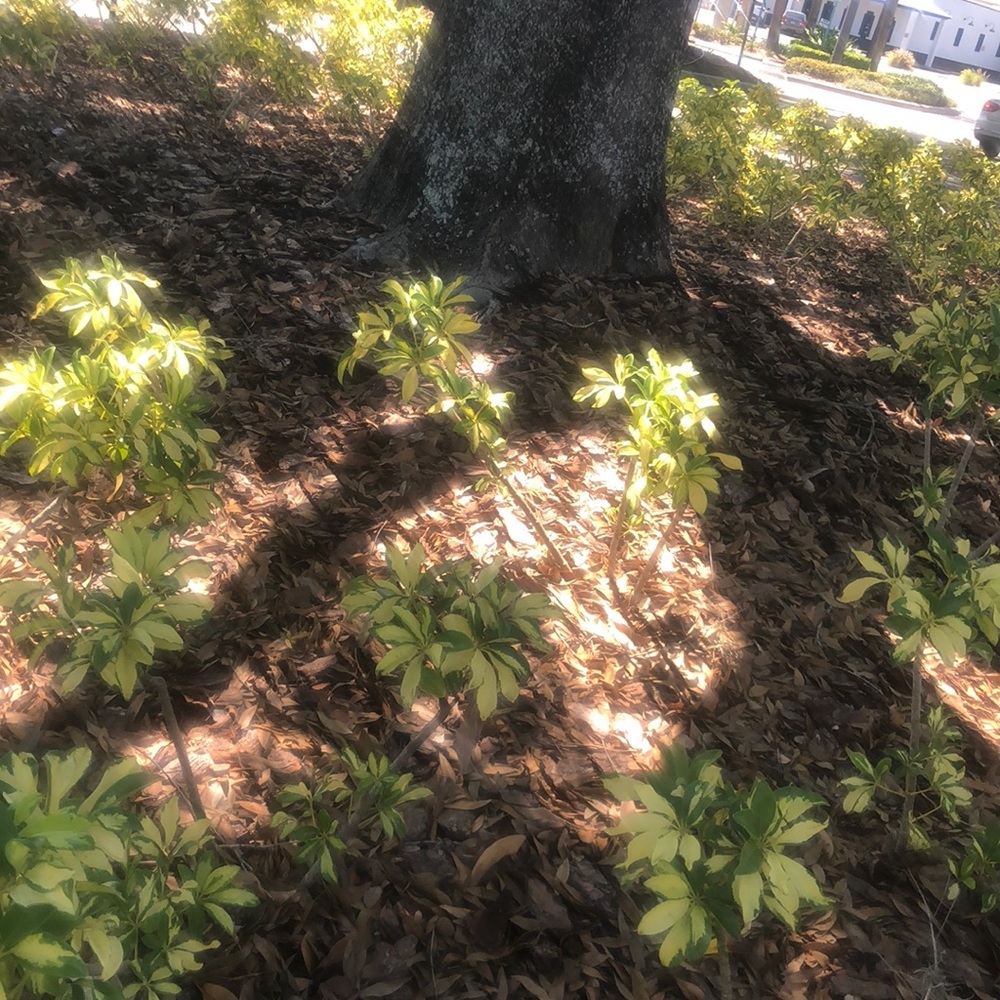 Meet your Posher, Liz